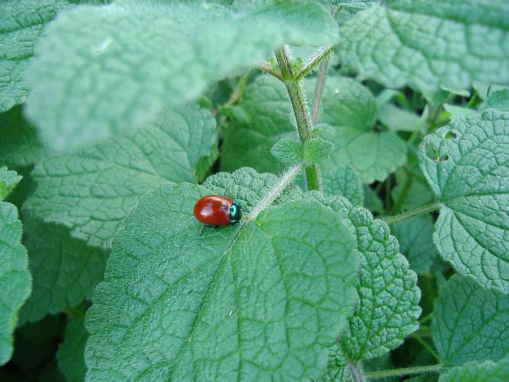 Carellata di Chrysomelidae